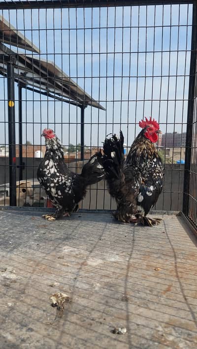 Fancy hens available