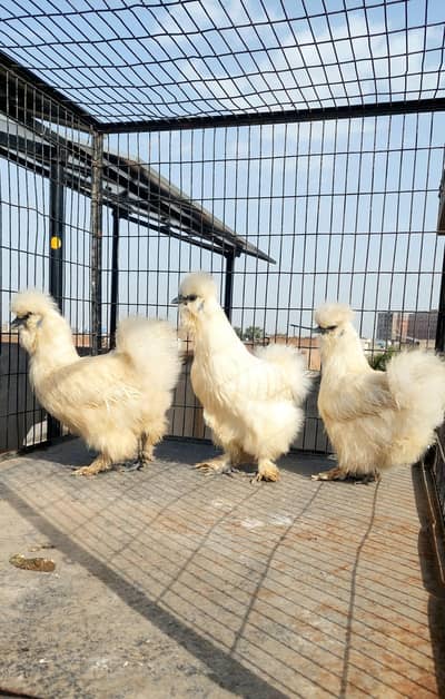 Fancy hens available