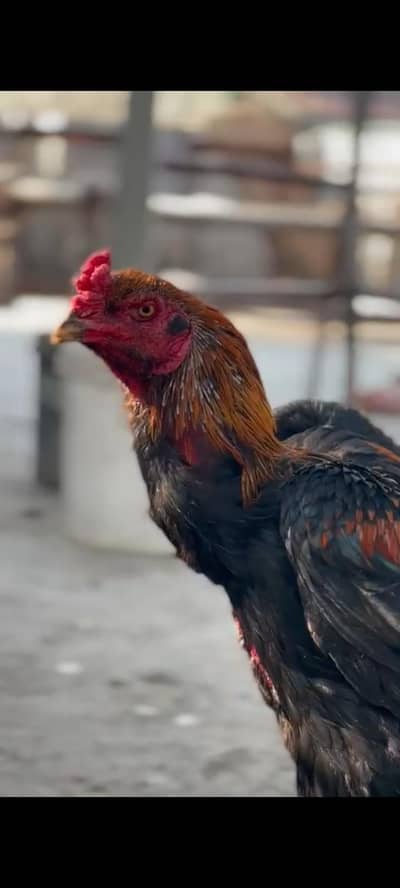 Burmi  murga for sale