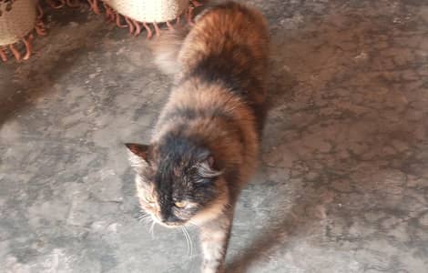 russian cat with llong silky heair