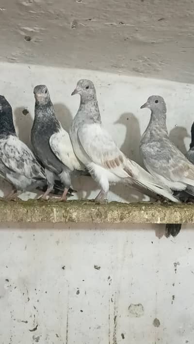 Parwazi pigeons