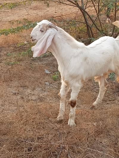 bakra Goats