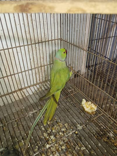 Healthy and active male