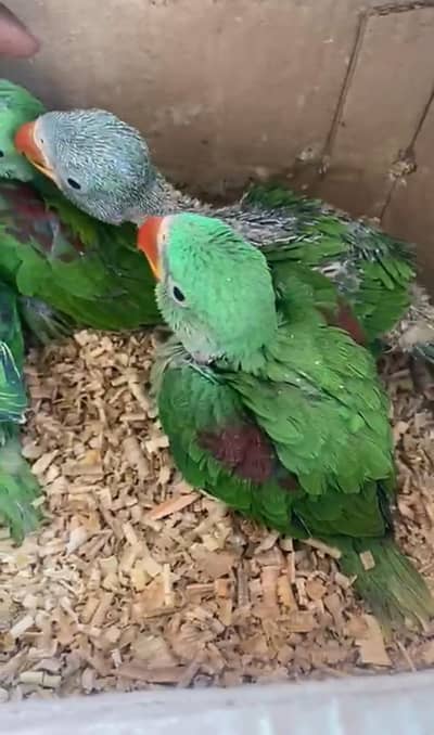 Kasmeri Raw baby Available For Sale in Lahore