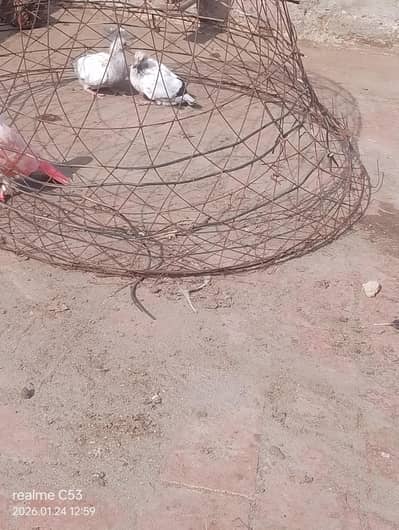 ager Kase ke pass itna pigeon hai sale ke laye ma is se la lo ge