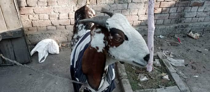 Bakri for sale