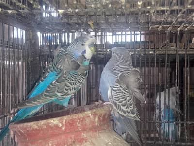 Hogoromo,Hogo,black wing,rainbow,fellow,bujari,ECB,albino love birds