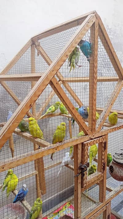 Australian budgies For sale (Pair)