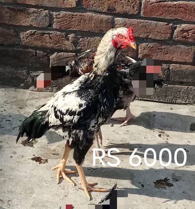 aseel hen sale