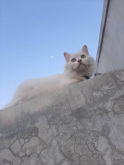 White Persian cat. . . triple coated