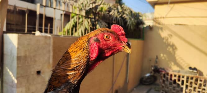 pure oh shamo full heighted top quality  read description