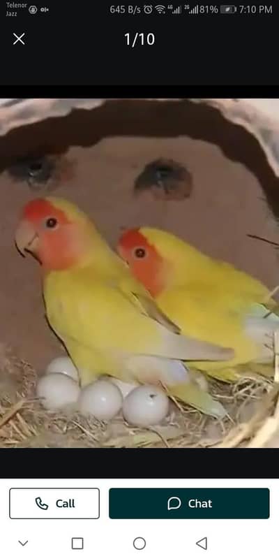 Common Lutino Red Eye breeder pair