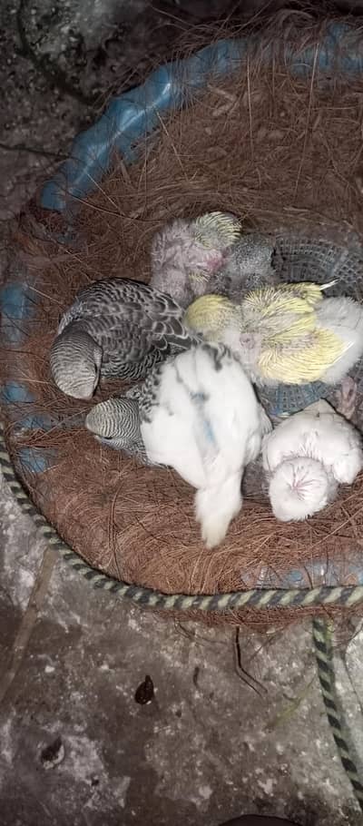 buggies parrot chicks only call or WhatsApp3494742946