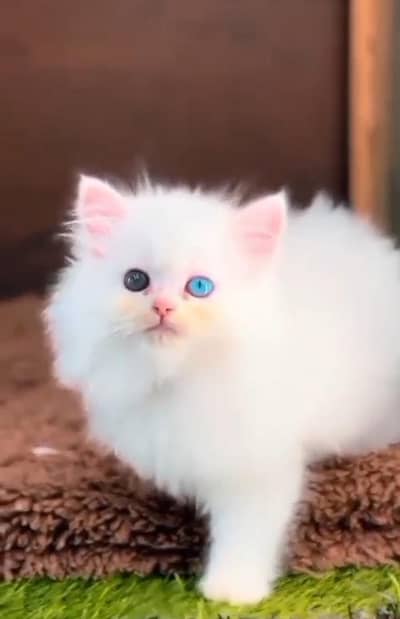 Persian cat 2 month age My WhatsApp number 0301=35.64. 795for sale
