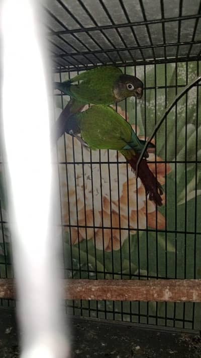 Green chiks Conor non DNA pair confirm 