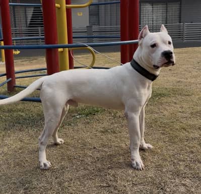 Pedigree Dogo Argentino male dog available for sale