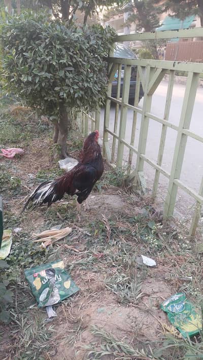 aseel murga nayab nasal koi aisa murga ab sale nai karta