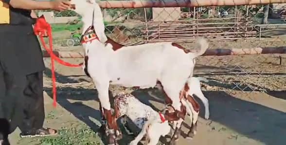 Desi Bakri For Sale Whatsapp 03266288418