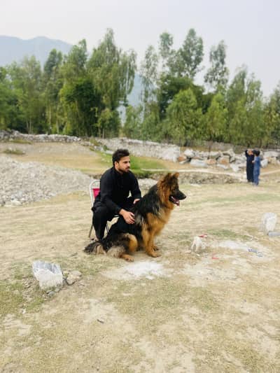 Tan and Black German shepherd for sale