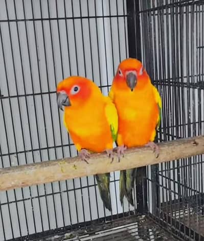 sunconure breeder pair