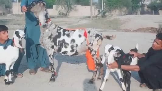 Shera print Bakri For Sale Whatsapp 03106417029