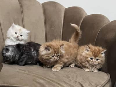 persian kittens triple coated
