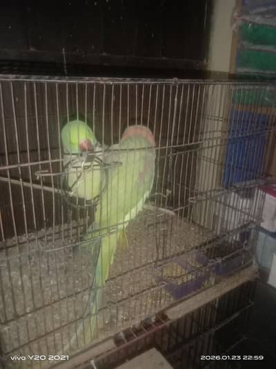 2 Raw Young Male Available For Sale