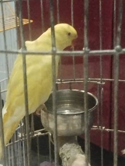 Yellow ringneck 2 years old parrot