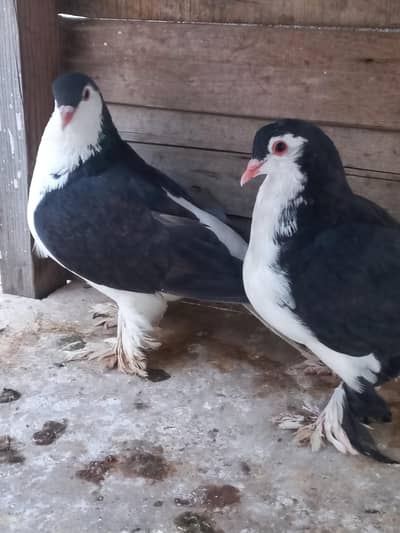 German lahouri sharazi black fantail