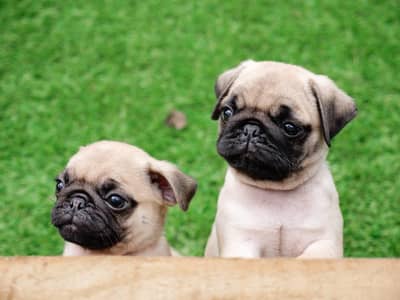 pug puppies 03425655411
