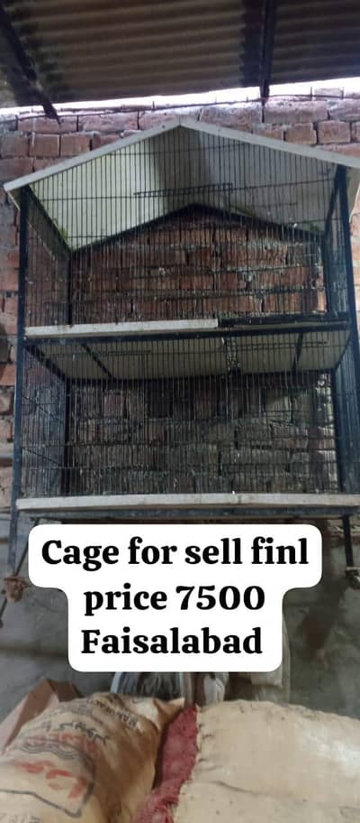 Cage and love Bard 2 piar only call 03006609058