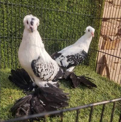 swallow and frill back breader pair