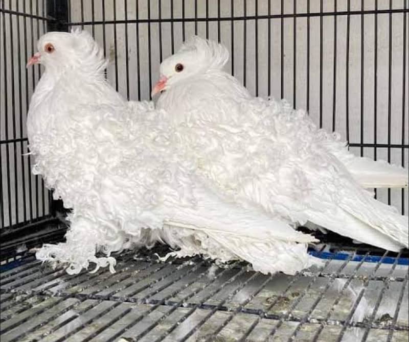 frill back breader pair 0