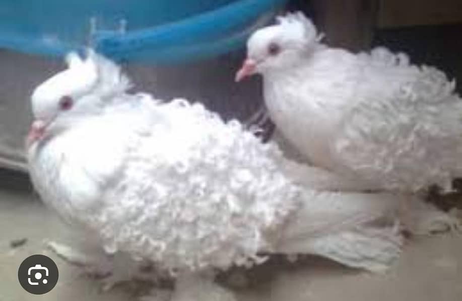 frill back breader pair 1