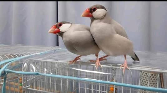 Silver Jawa Finches pair