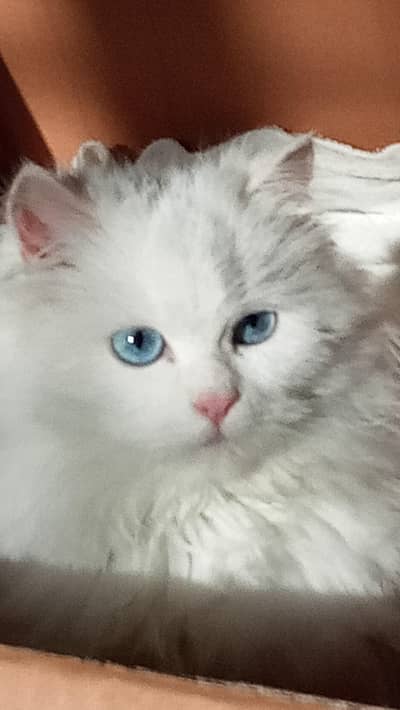 Persian cat