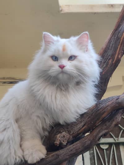 sonu name hn kitten ka