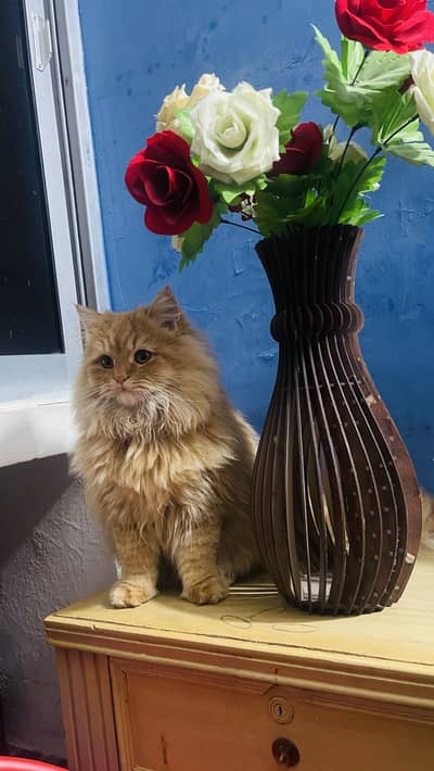 Pure Russian breed wants new home