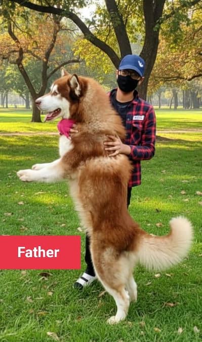 Broan Woolly Coat Imported Bloodline Puppies