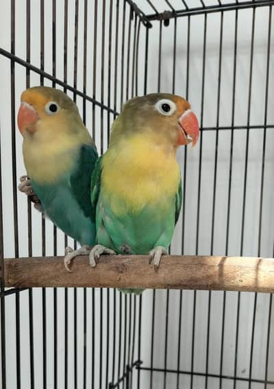 Par blue personata simple pale fellow + 1 piece blue fisher