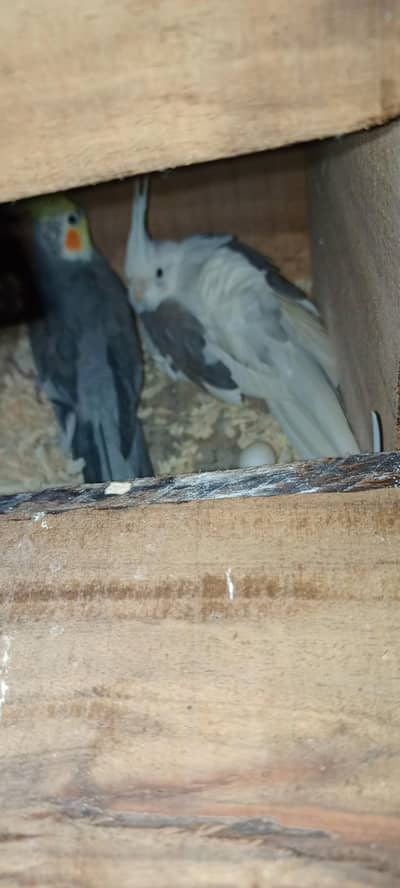 Cocktail Confirmed  breader  male