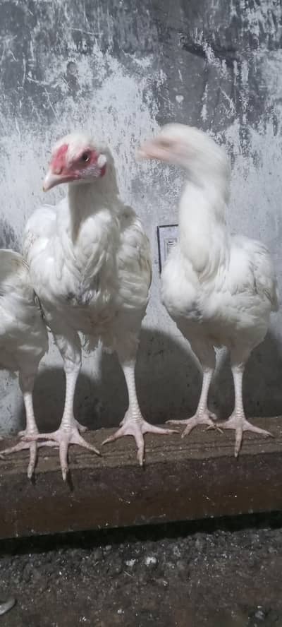 1 Murgha 3 Females White Aseel Heera Hen