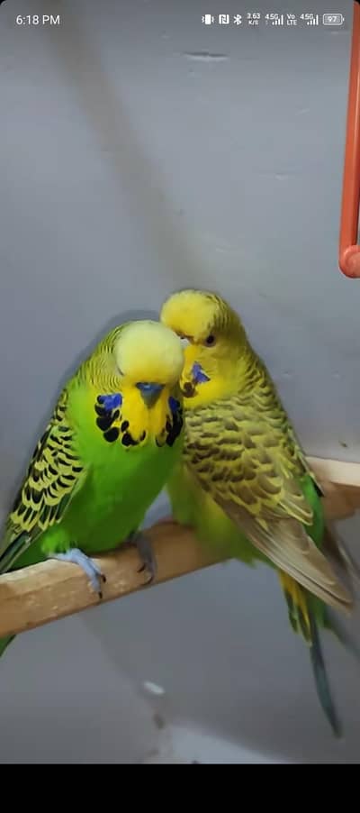 EXHIBITION BUDGIES BREEDER PAIR
