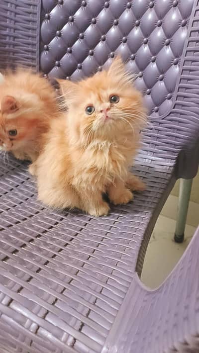 Female persian kitten