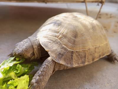 Russian Tortoise