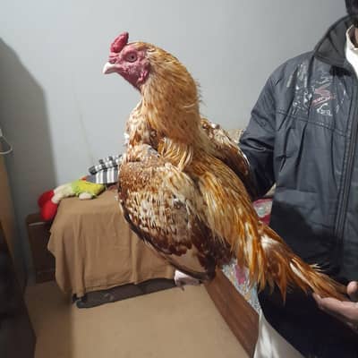 Murgh for Sale (03249785337)