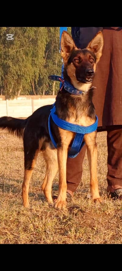 Belgium Shepherd mail 7 months for sale