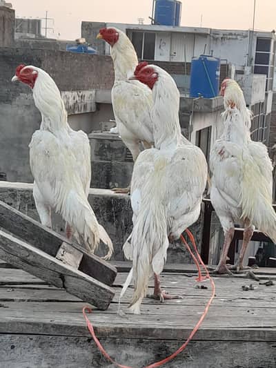 Aseel Heera Pathay Available