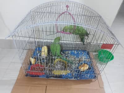 Pair Of ParaKeet Parrots