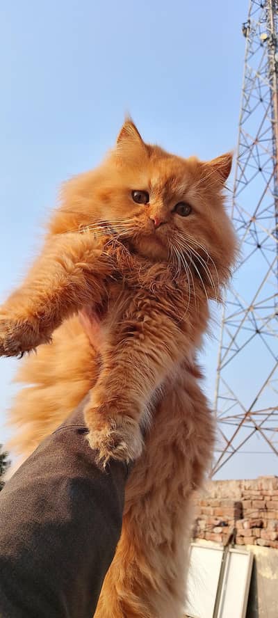 Persian cat white colour for Ginger colour later train